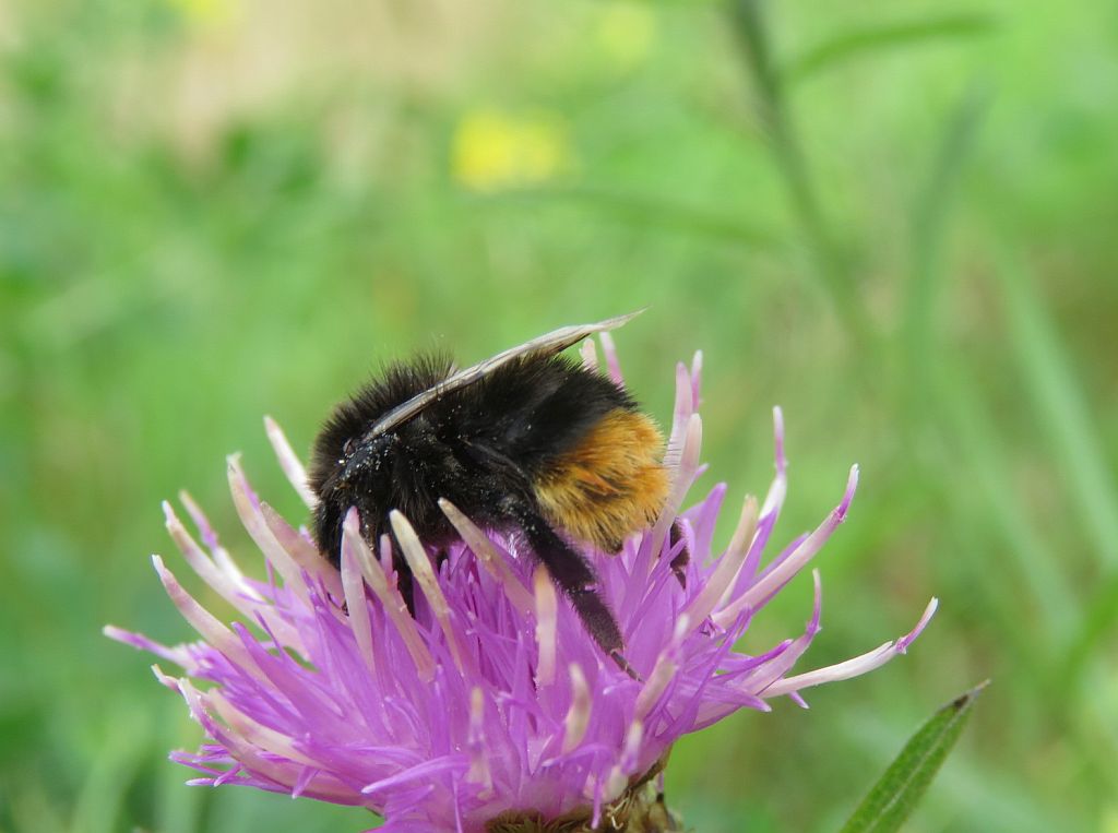  Red-tailed bumblebee 